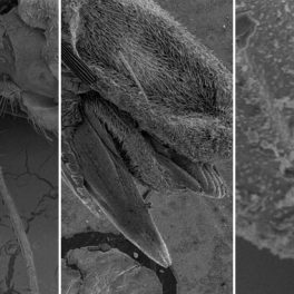 The SEM was recently used to capture closeup photos of a mosquito’s proboscis, which is the part of the mosquito that pierces the skin of a person or animal and sucks out blood.