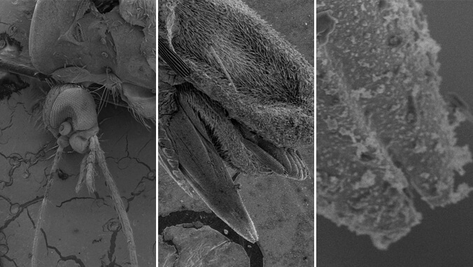 The SEM was recently used to capture closeup photos of a mosquito’s proboscis, which is the part of the mosquito that pierces the skin of a person or animal and sucks out blood.