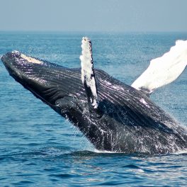 Whale breeching