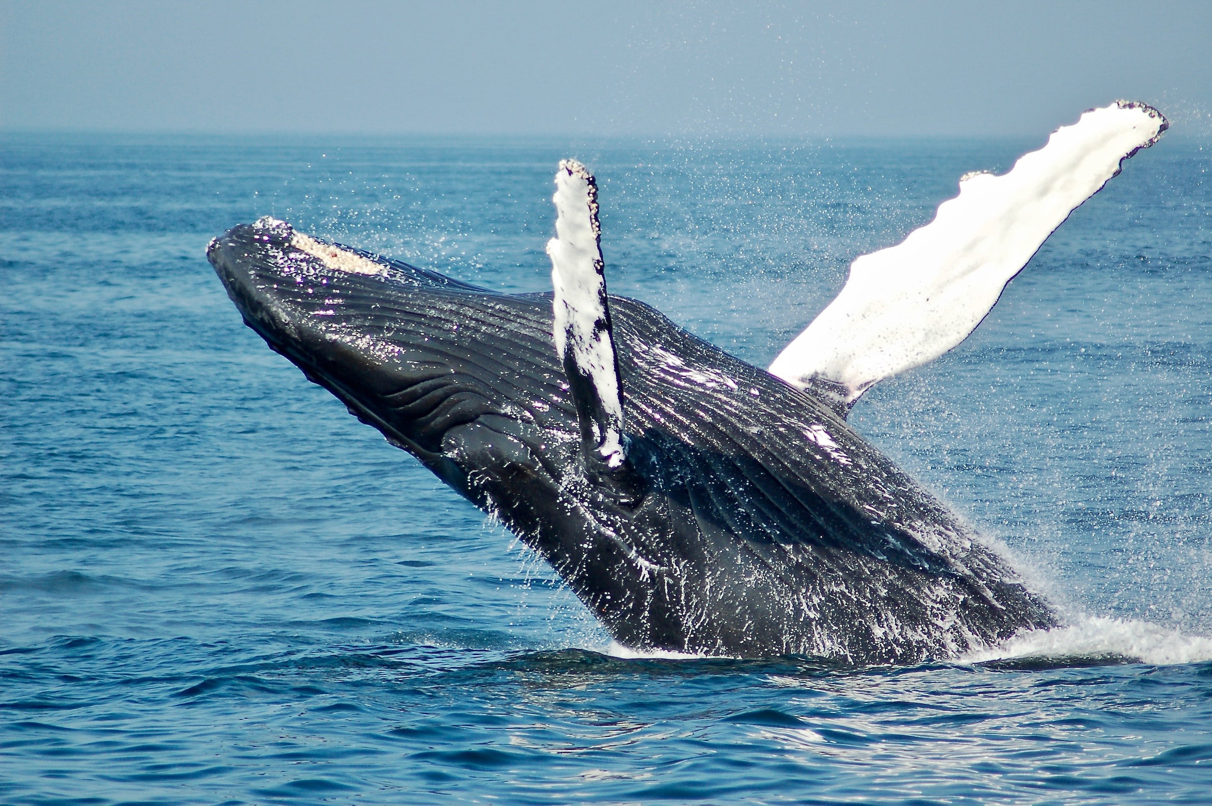 Whale breeching