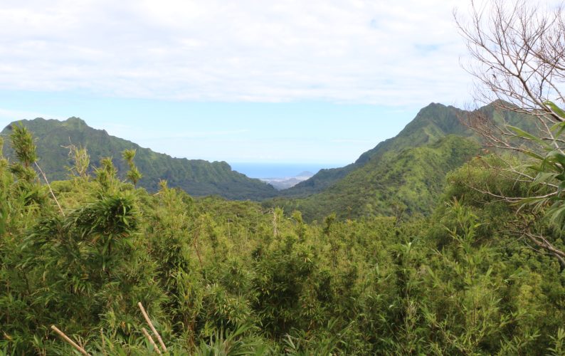 Palikea, in the Waiʻanae Range, may be the only remaining site for Hawaiian picture-winged flies.