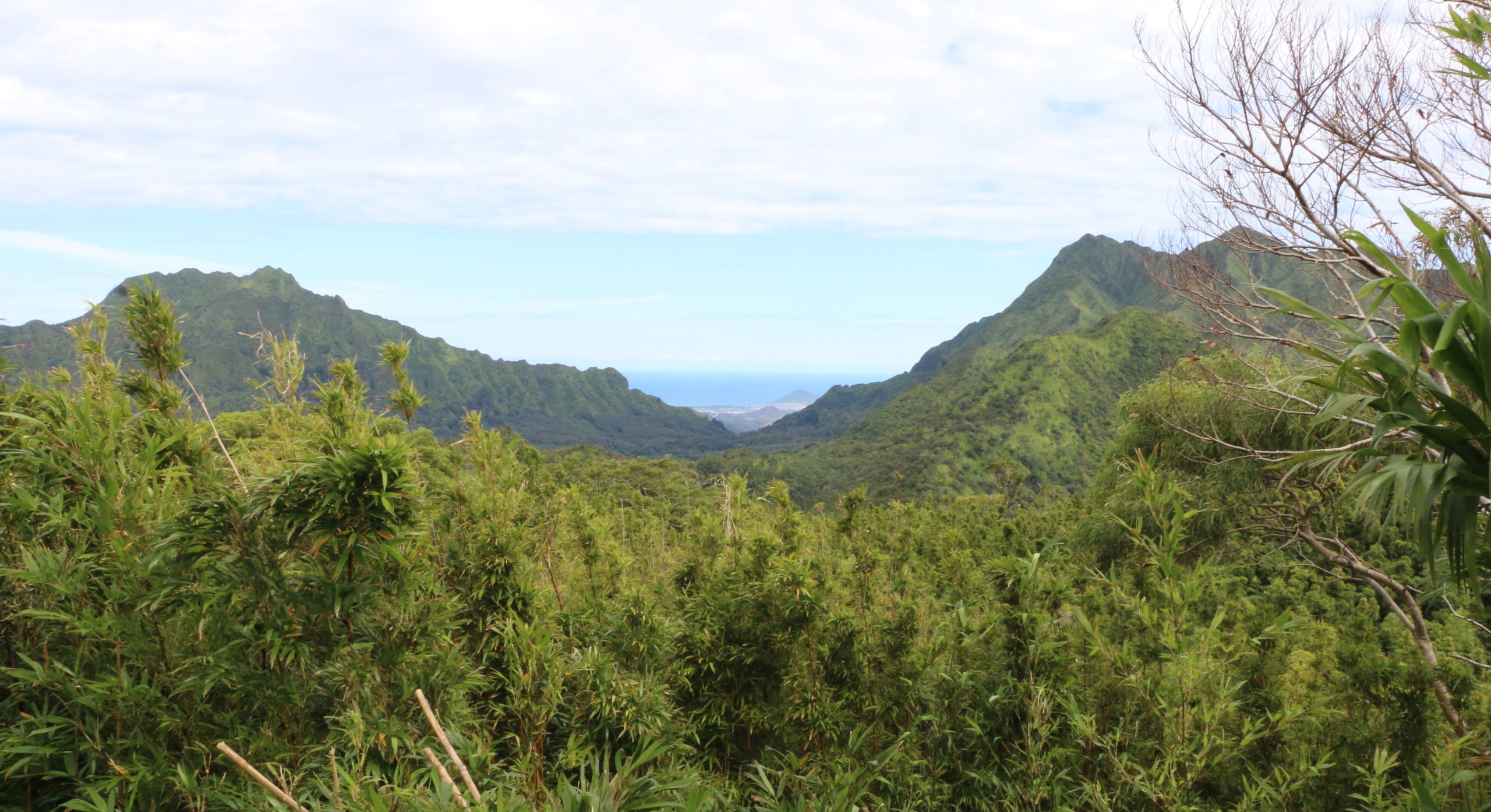Palikea, in the Waiʻanae Range, may be the only remaining site for Hawaiian picture-winged flies.
