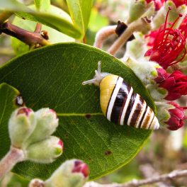 Hawaiian Tree Snail (Partulina mighelsiana); yellow, brown and white-stripped.