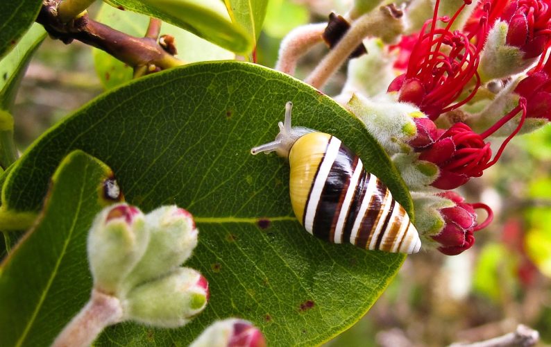 Hawaiian Tree Snail (Partulina mighelsiana); yellow, brown and white-stripped.