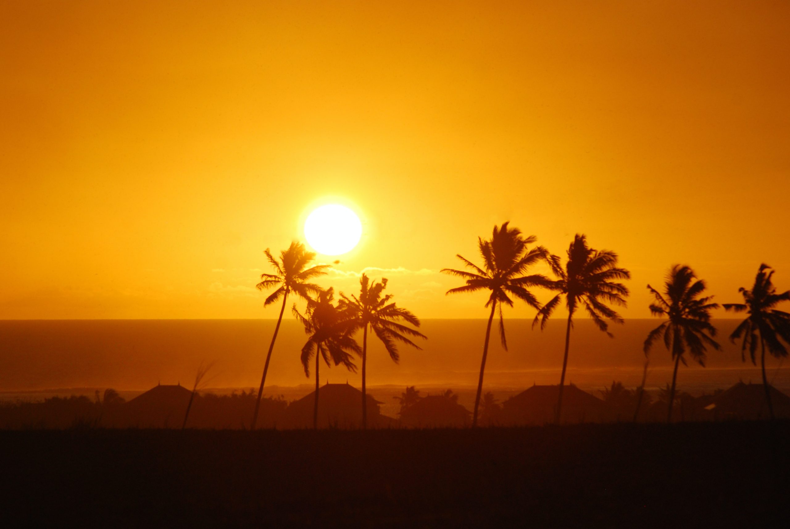 sunset with palm trees