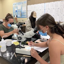 Cassie Kapu'u-Lyons and Leeward CC students sort fish eggs and larvae from plankton samples.