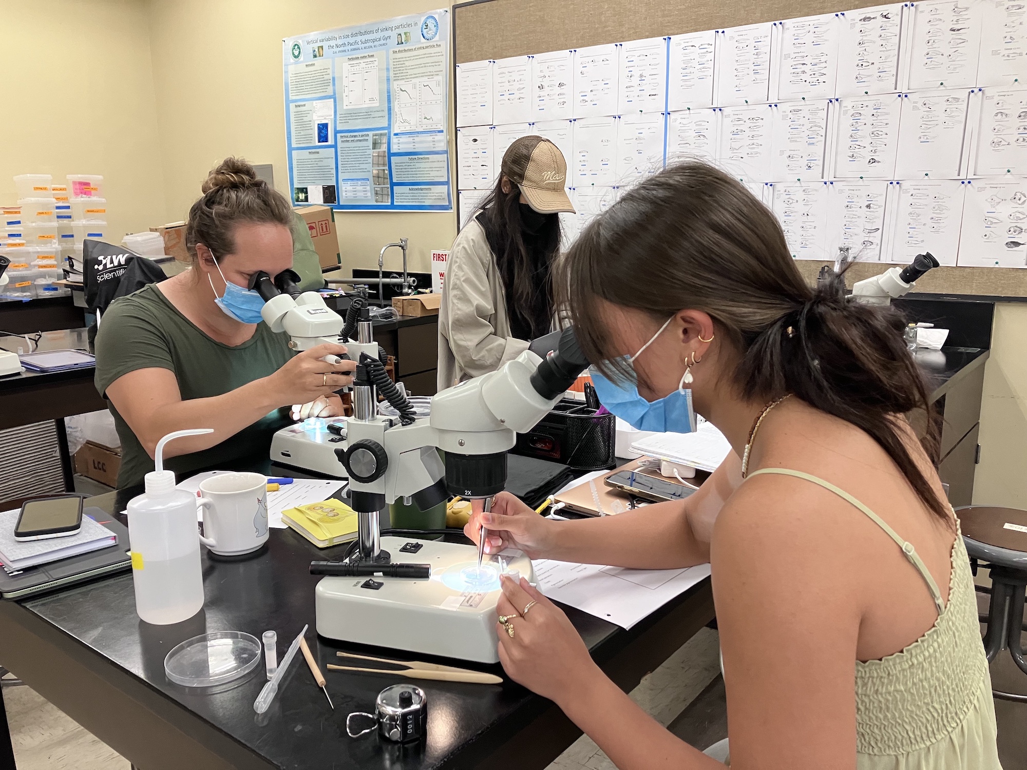 Cassie Kapu'u-Lyons and Leeward CC students sort fish eggs and larvae from plankton samples.