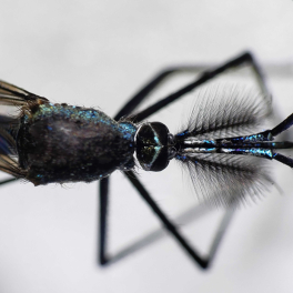 Image for Insectary for Scientific Training and Advances in Research (InSTAR)