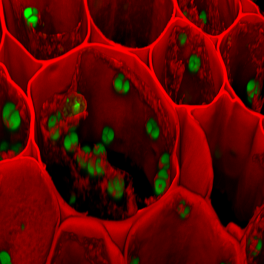 Image for Microscopy Imaging Center for Research through Observation (MICRO)