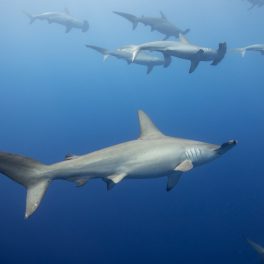 Scalloped hammerhead sharks off the Kona coast of the Big Island of Hawai'i.