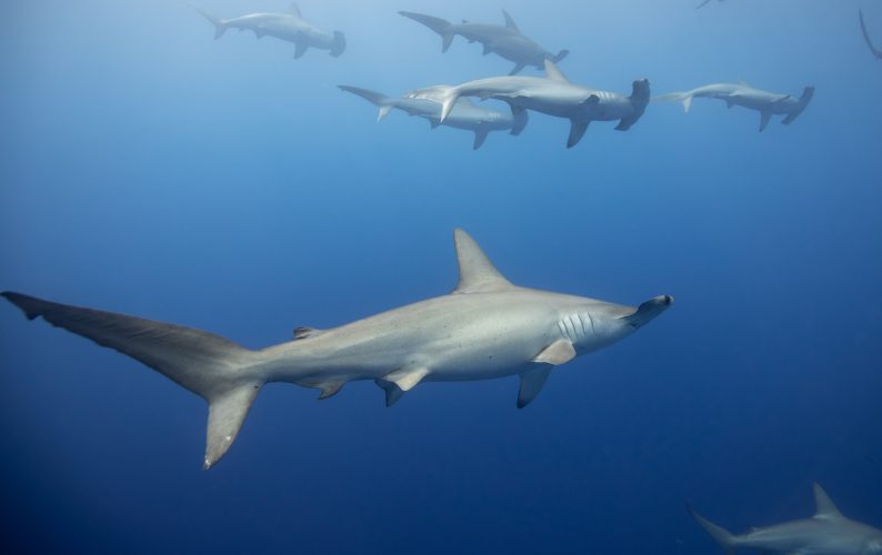 Scalloped hammerhead sharks off the Kona coast of the Big Island of Hawai'i.