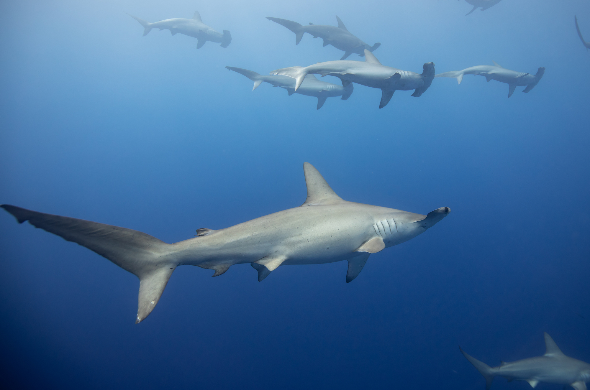 Scalloped hammerhead sharks off the Kona coast of the Big Island of Hawai'i.