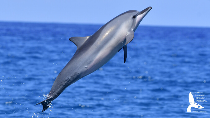 Dolphin jumping out of the water