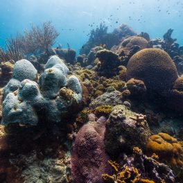 white, pink and brown coral and several small fish underwater.
