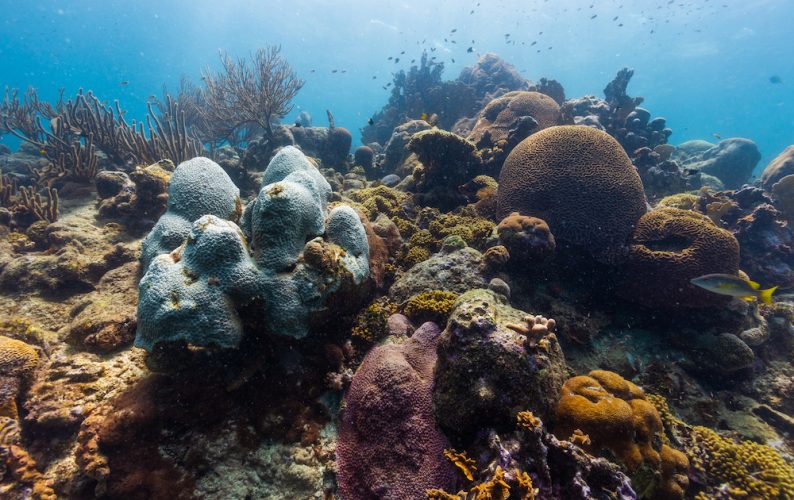 white, pink and brown coral and several small fish underwater.