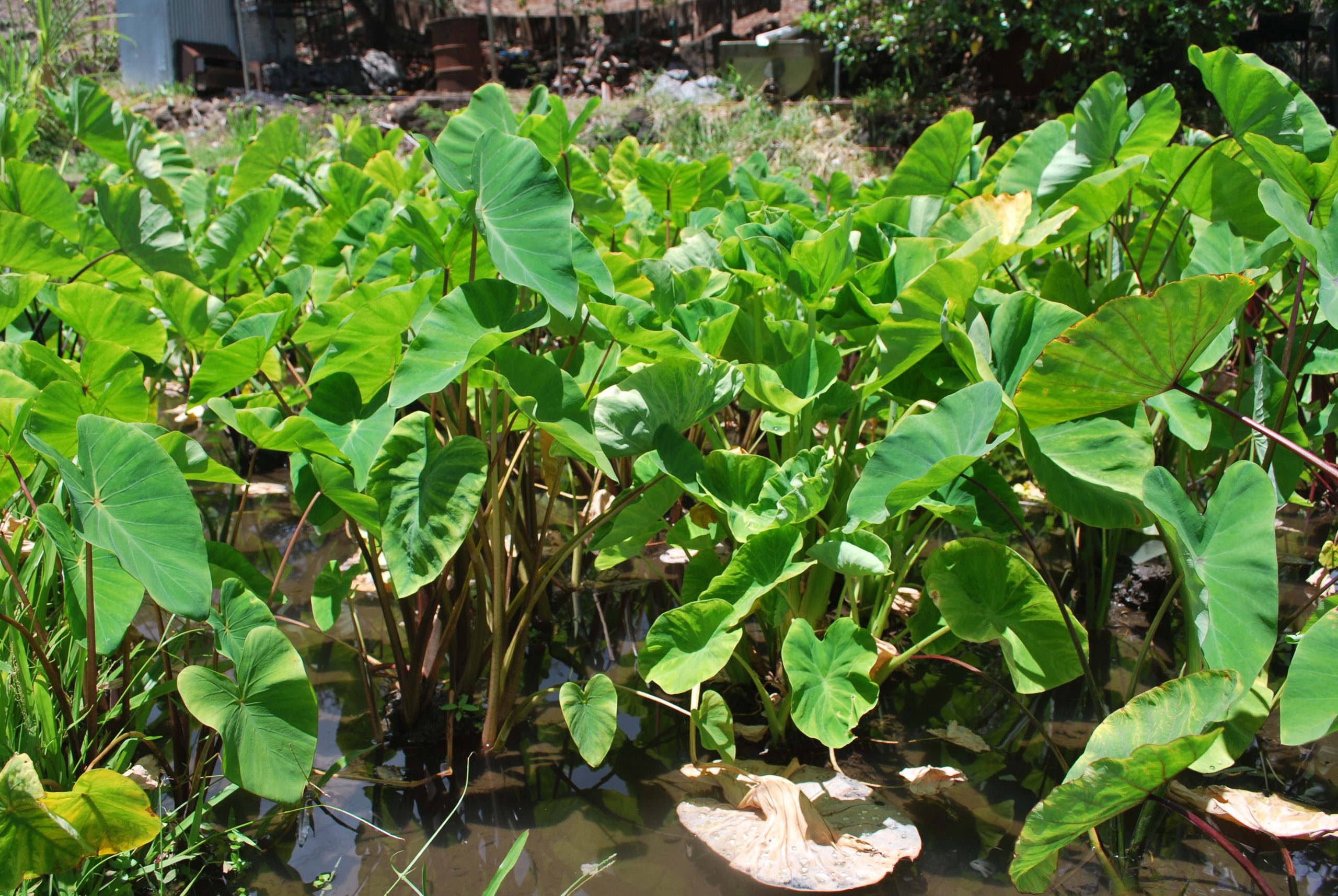 Kalo (taro) plants at the Kanewai Lo'i (taro patch)