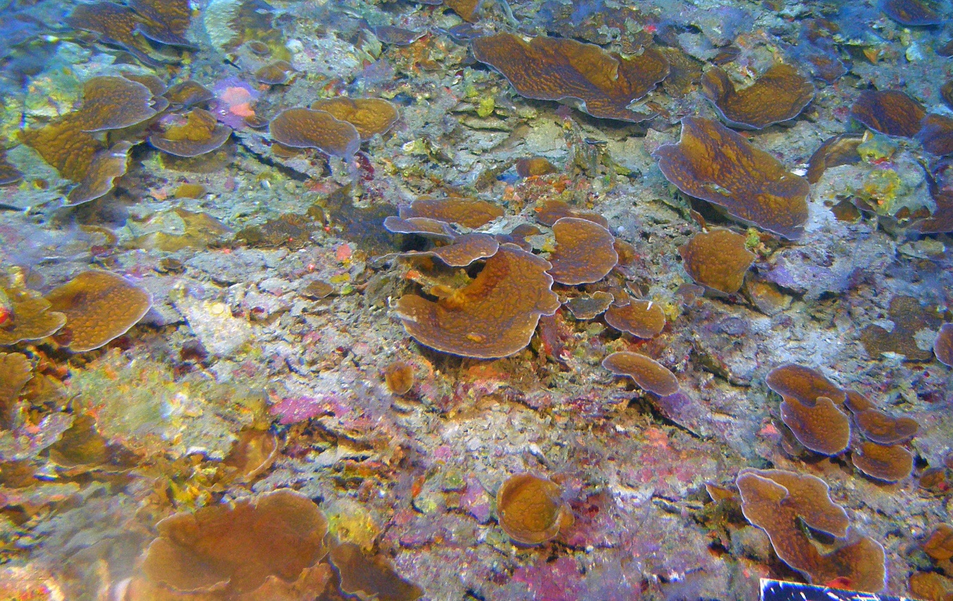 Plate-like structures of Leptoseris spp. coral on the deep seafloor off Maui