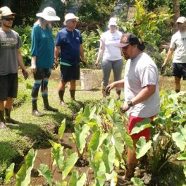 Researchers gather around a person in the lo'i during a Kulana Noiʻi training at Ka Papa Loʻi O Kānewai.