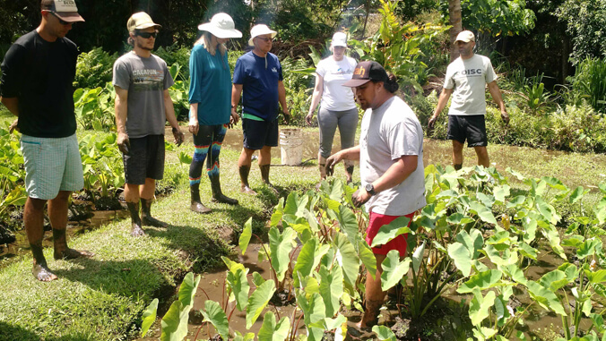 Researchers gather around a person in the lo'i during a Kulana Noiʻi training at Ka Papa Loʻi O Kānewai.