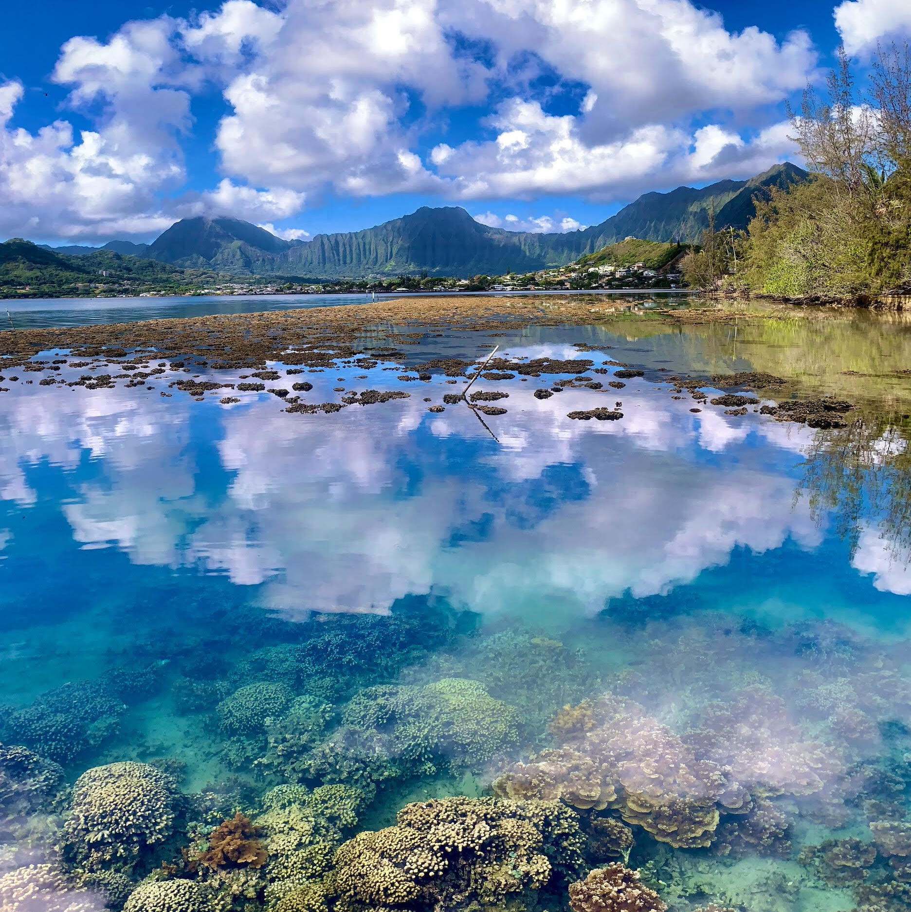 Coral Reef off the coast of Coconut Island in Kāneʻohe, mountains and clouds in the background.