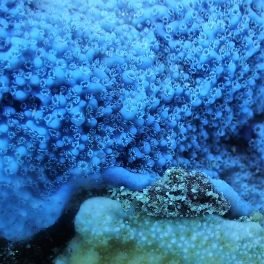 Close-up of coral shows individual polyps.