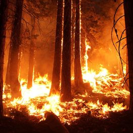Trees surrounded by wildfire at night