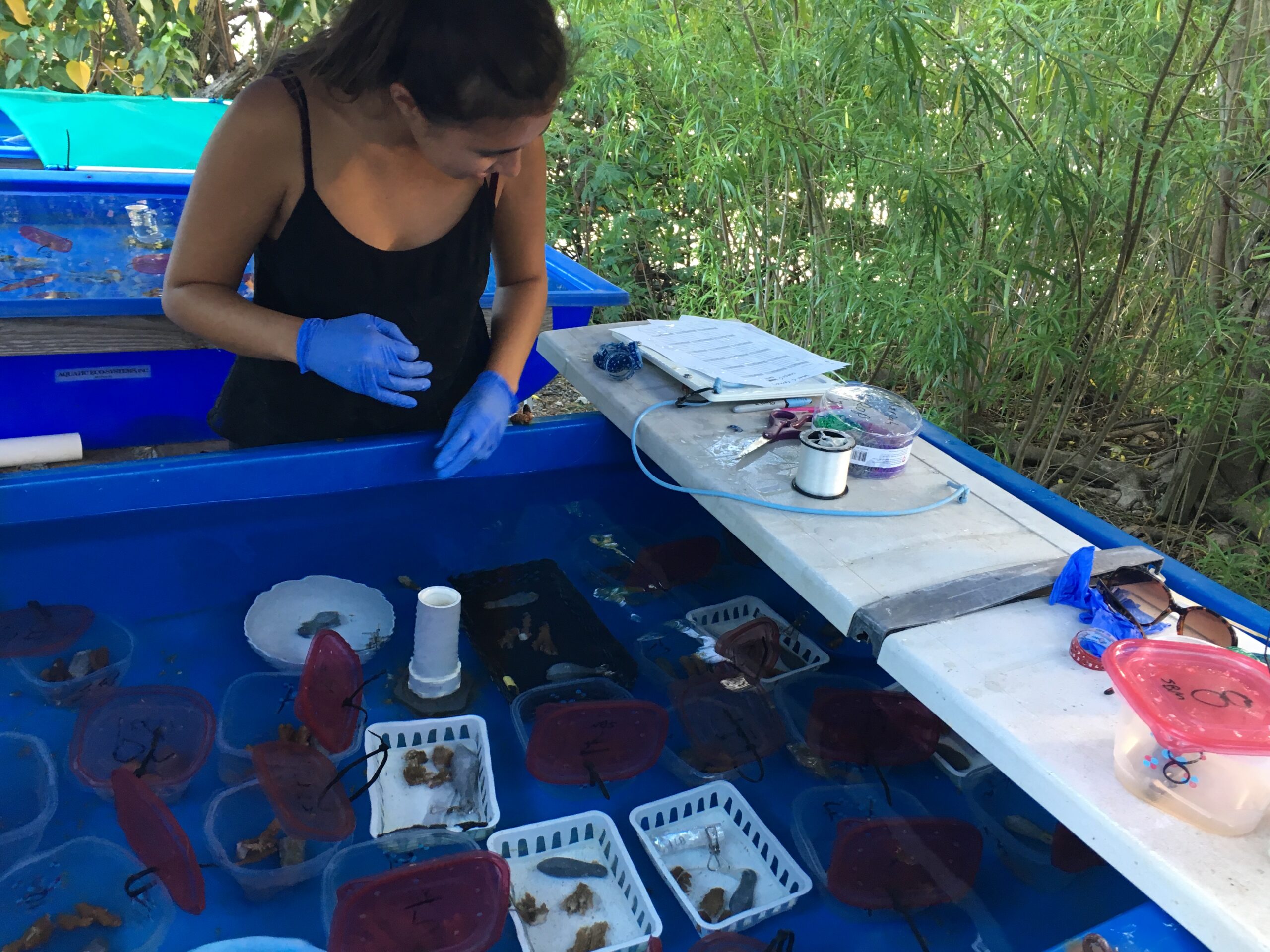 Mariah Opalek tends to the coral experiment in a water tank.
