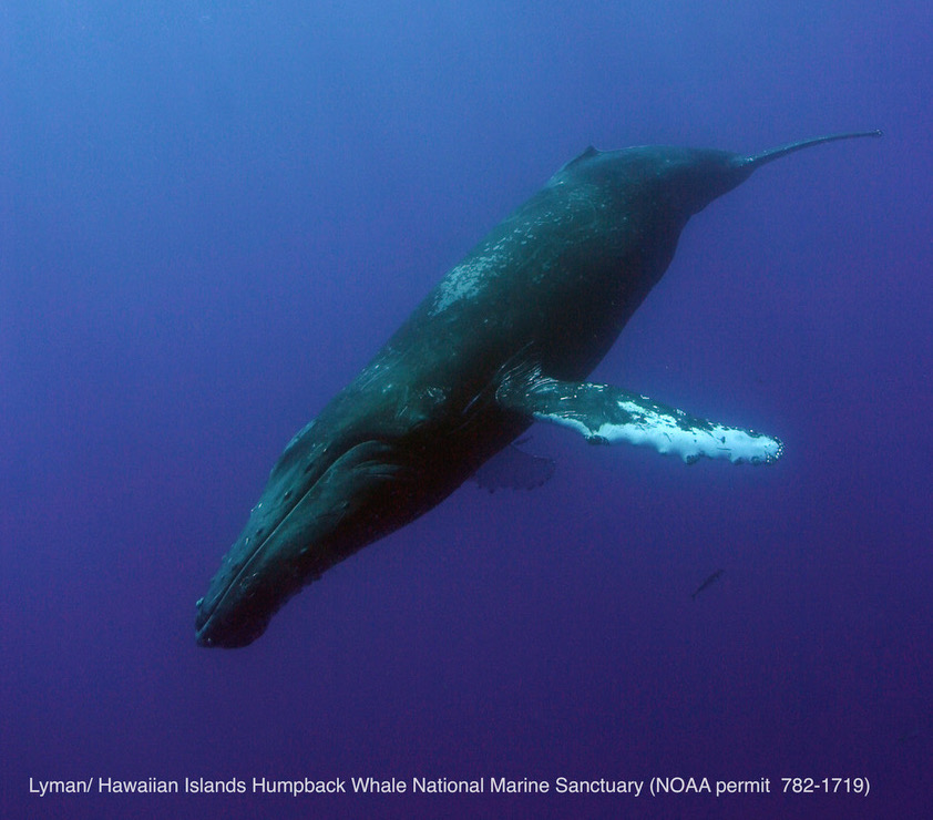 Whale diving down in royal blue water.