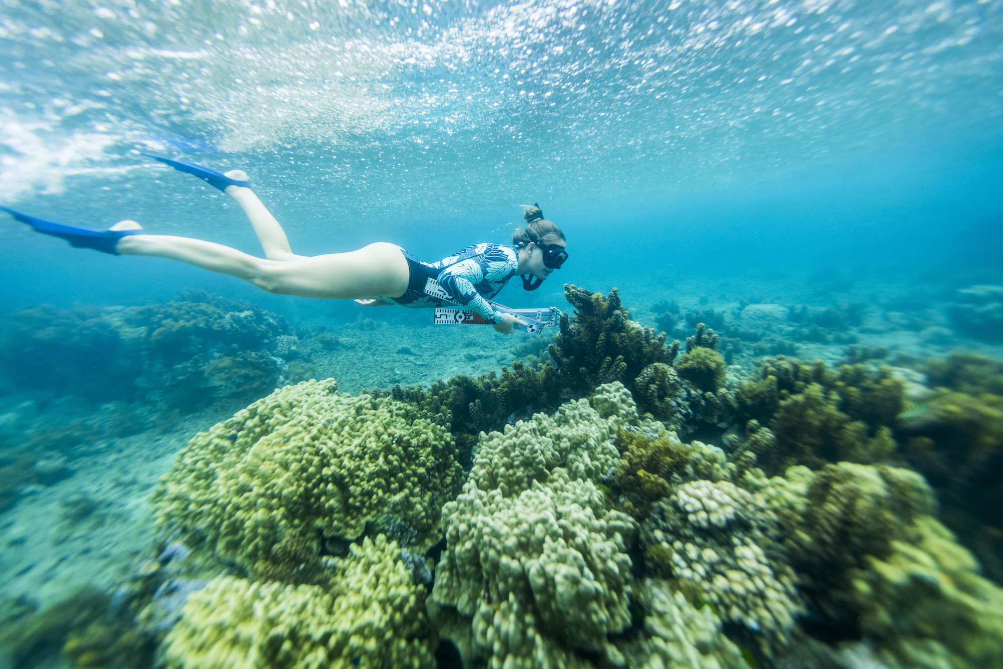 A researcher with mask and fins swims above the reef to map and survey the ecosystem.
