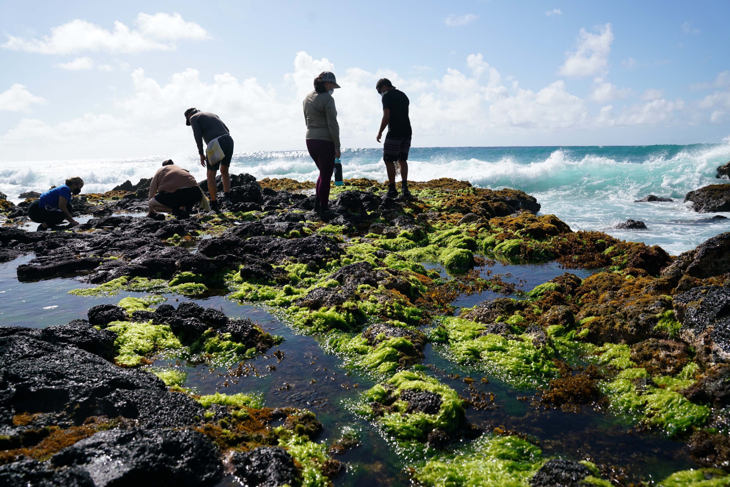 Three people stand and two crouch down along a rocky, Hawai'i shoreline covered with limu (native seaweed).