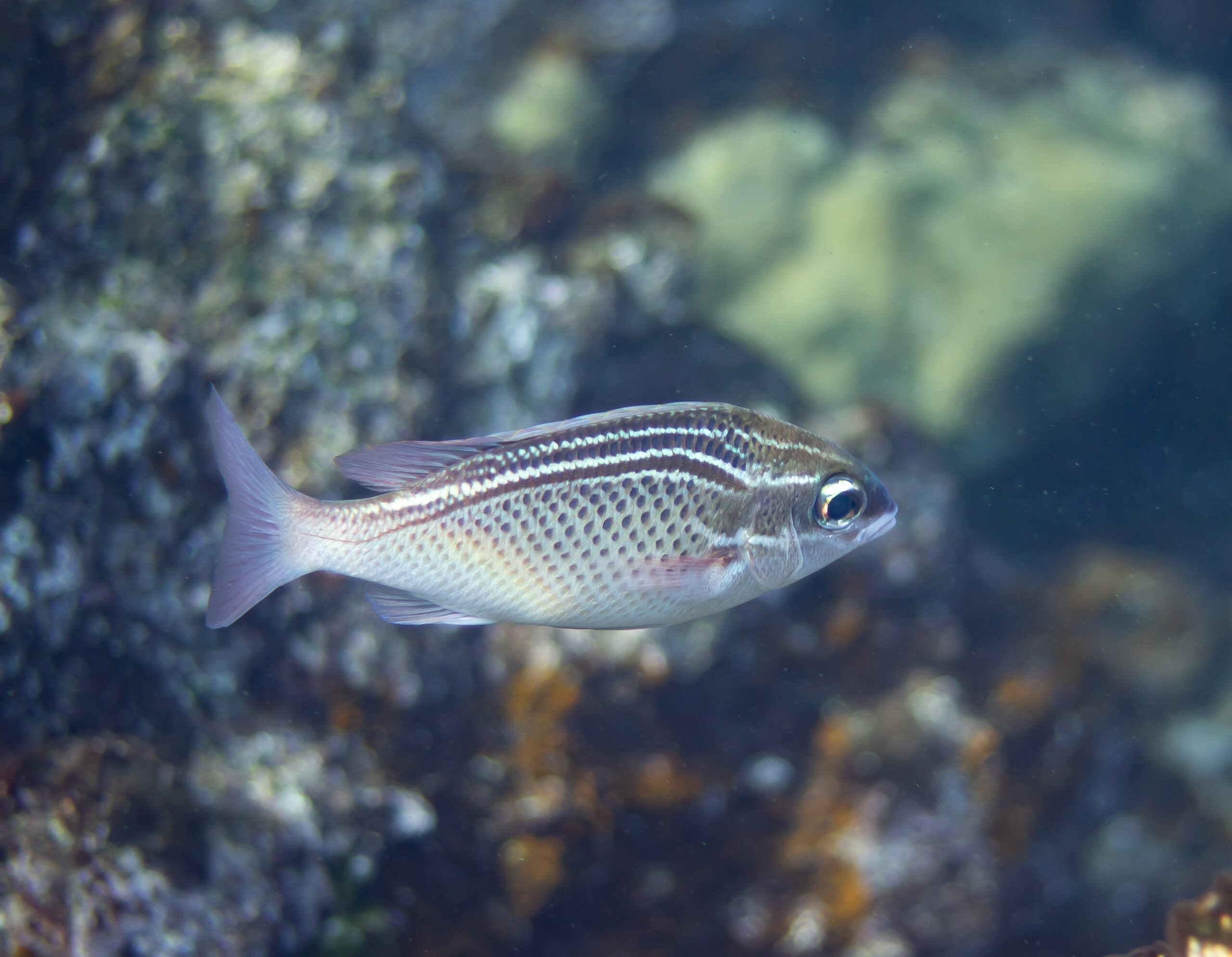 A small reef fish with 3 brown/ reddish stripes and 3 white stripes on the top half and dotted scaled on the lower half swims.