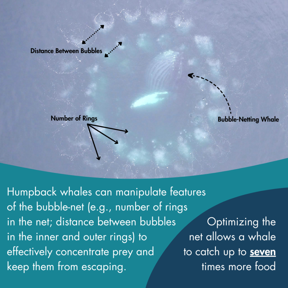 Infographic showing features of the bubble-net. Humpback whales can manipulate these features: number of rings in the net, distance between bubbles in teh inner and outer rings) to effectively concentrate prey and keep them from escaping.