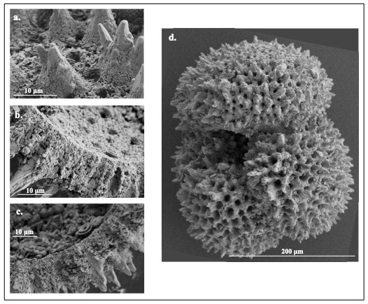 Black and white microscopy images of forams, one that looks like three gently spiky sponges pushed together.