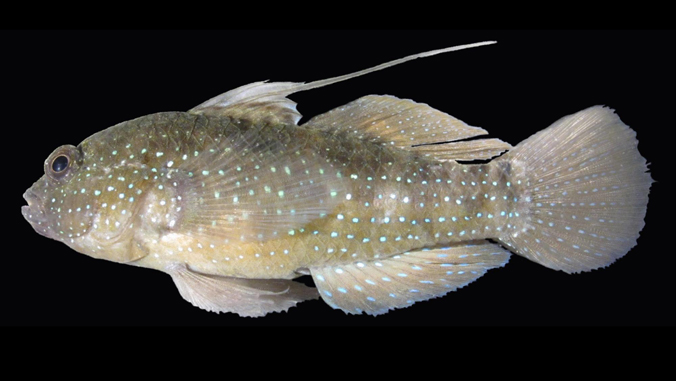 Starry goby (Asterropteryx semipunctatus) against black background
