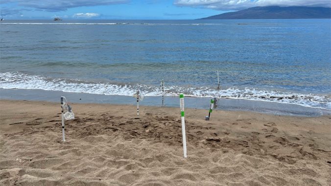 Six monitoring wells (that look like thin tubes) stick out of the sand a couple feet along the shoreline on Maui