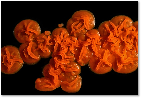 Reddish-orange, bumpy clumps of yeast on a black background.