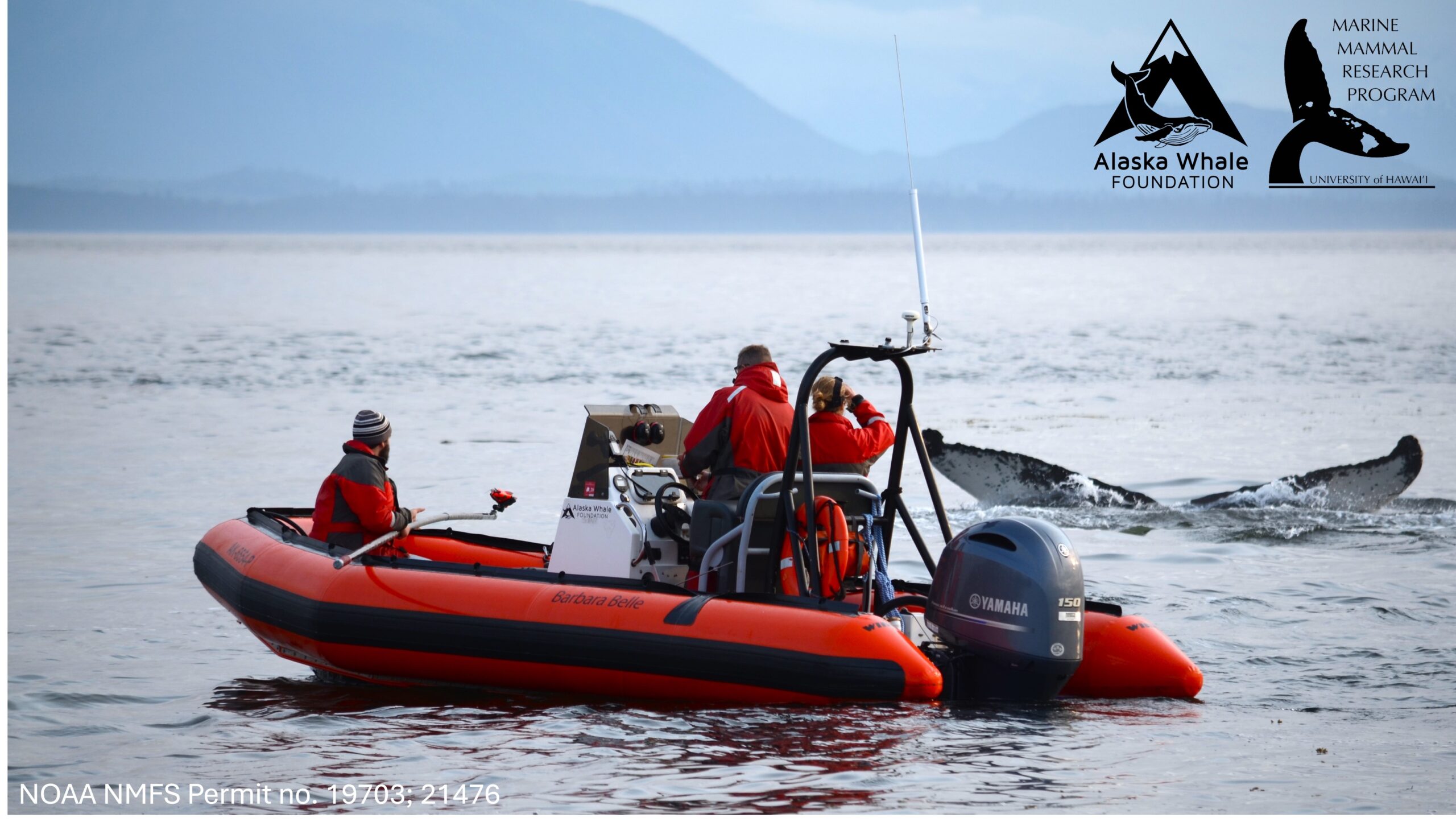 Three researchers on a small boat watch a whale (whose tail is out of the water) and wait for the right time to deploy a satellite tag.