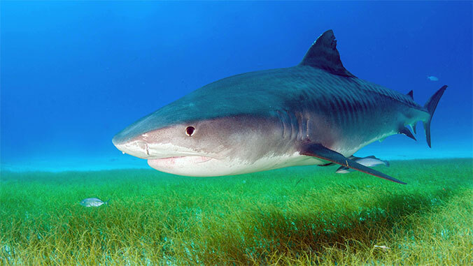 Tiger shark swims close to a seagrass-covered seafloor in shallow light blue water