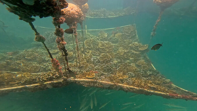 Breeding resilient corals on a net stretched across a pvc frame, suspended near the seafloor