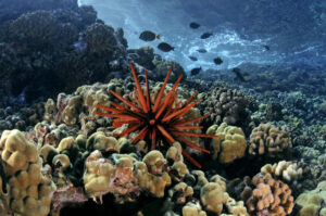Healthy coral reef with a red slate pencil urchin in the foreground, small fishes swimming in background.