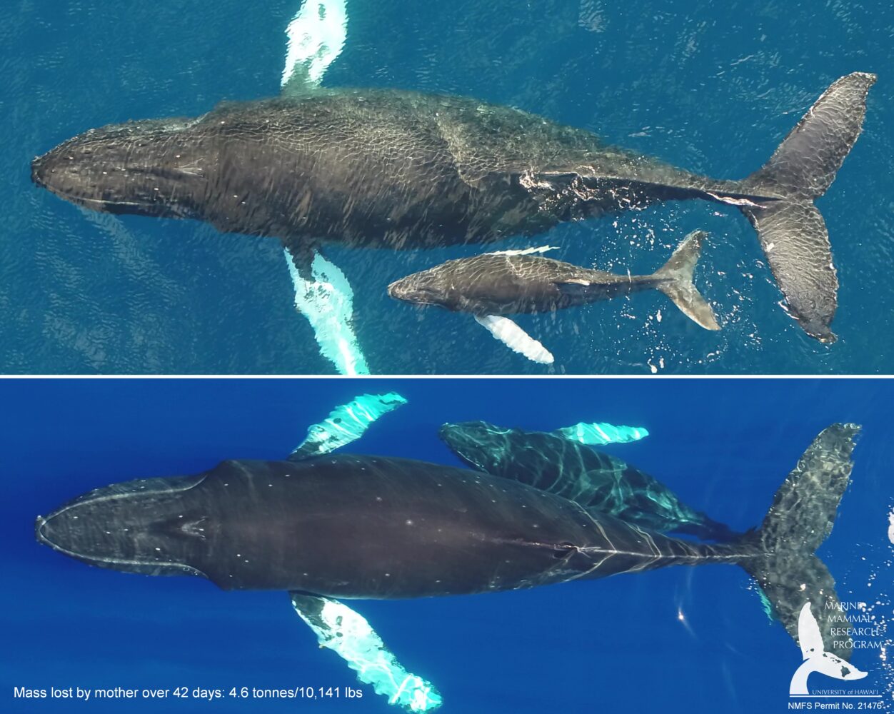 Comparison images of the same mother-calf pair measured off Maui.