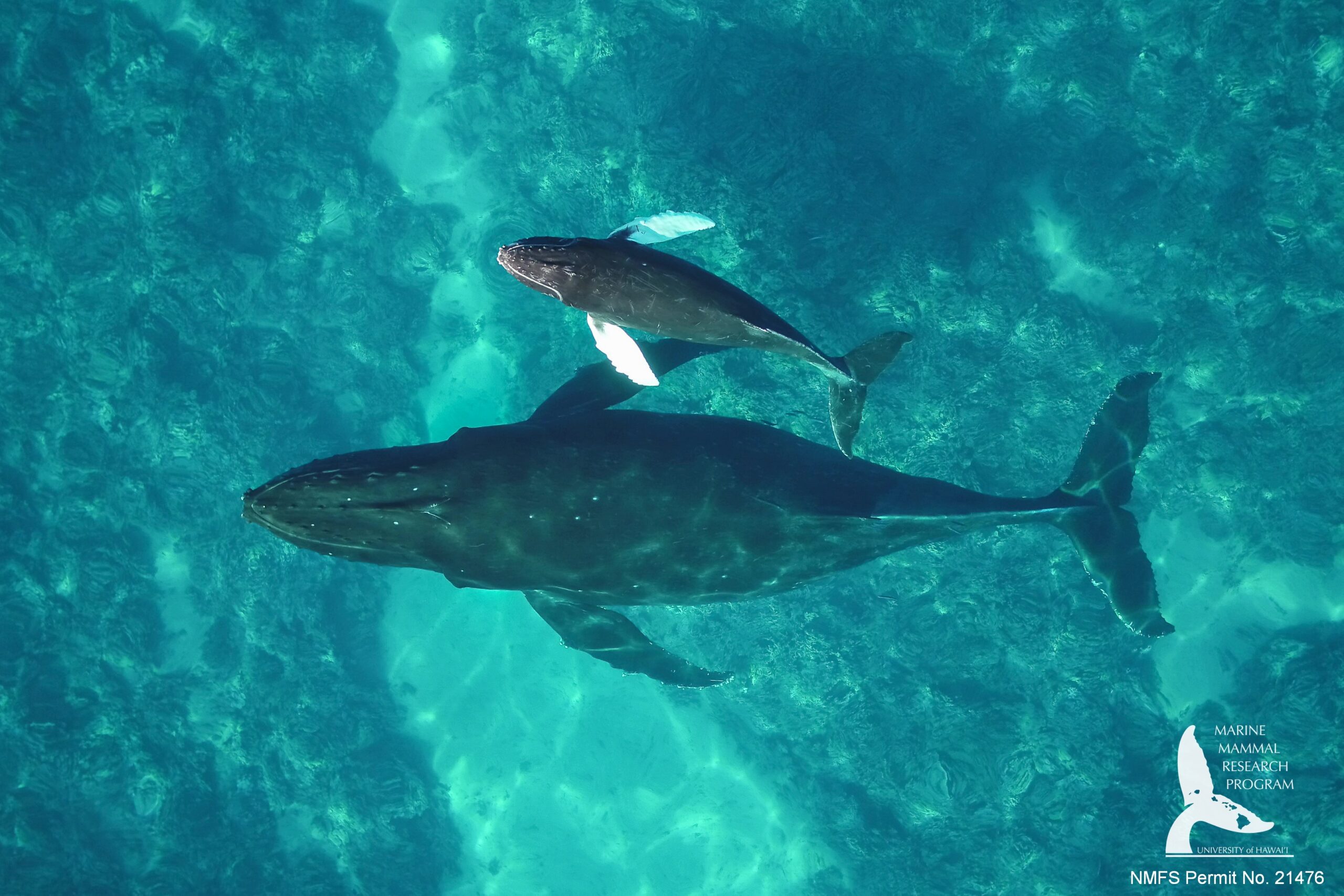 A mother-calf pair in the calm, shallow waters of Maui, Hawaiʻi.