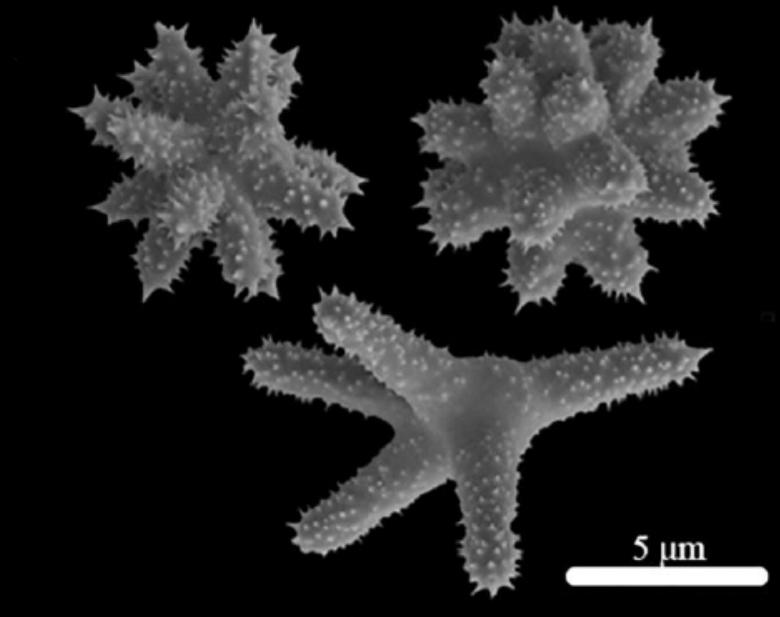 Microscopy image of a newly described marine sponge species showing spiky microscleres (bumps) on the surface.