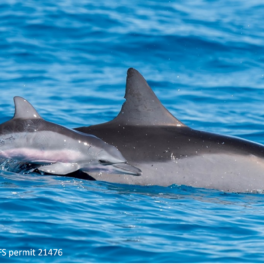 Mother and calf spinner dolphins.